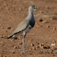Senegal Lapwing